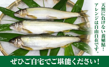すだち鮎 12尾 冷凍 有限会社岩崎商店 《30日以内に出荷予定(土日祝除く)》│1尾あたり20～25cm 徳島県産 あゆ アユ 魚 魚介 川魚 塩焼き 甘露煮 徳島県 佐那河内村