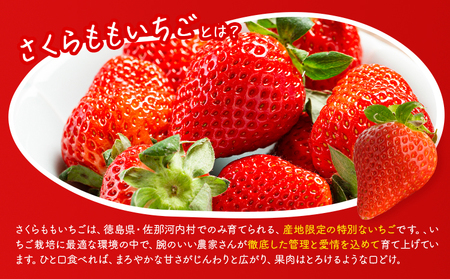佐那河内村限定 さくらももいちご 24粒 28粒｜いちご