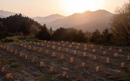 山神果樹薬草園:柑橘コーディアル 2本セット 《30日以内に出荷予定(土日祝除く)》