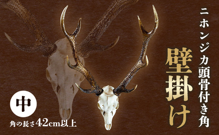 鹿の角と頭骨セット(計15本) 【公式通販】