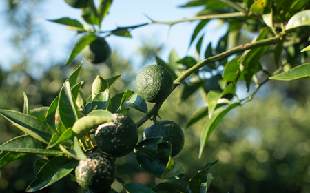 「山神果樹薬草園」柑橘リキュールとハンドクリームのセット　すだち　《30日以内に出荷予定(土日祝除く)》