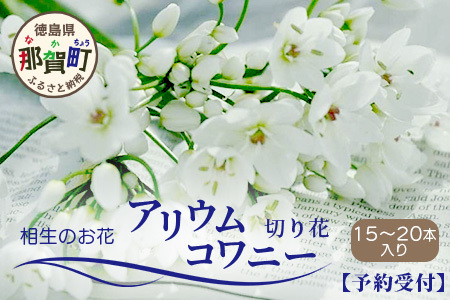 【予約受付】那賀町産 アリウムコワニー 15本～20本【相生の花】生花 お花 花束 生け花 華道【生産者直送】プレゼント 贈り物 フラワーアレンジメント インテリア ドライフラワー 切り花 切花 MN-2