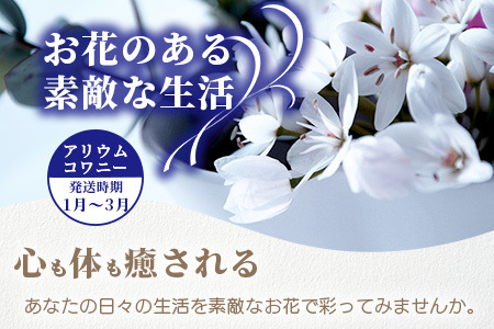 【予約受付】那賀町産 アリウムコワニー 15本～20本【相生の花】生花 お花 花束 生け花 華道【生産者直送】プレゼント 贈り物 フラワーアレンジメント インテリア ドライフラワー 切り花 切花 MN-2