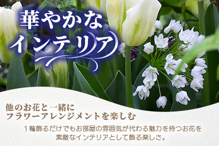 【予約受付】那賀町産 アリウムコワニー 15本～20本【相生の花】生花 お花 花束 生け花 華道【生産者直送】プレゼント 贈り物 フラワーアレンジメント インテリア ドライフラワー 切り花 切花 MN-2