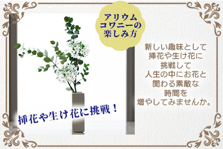 【予約受付】那賀町産 アリウムコワニー 15本～20本【相生の花】生花 お花 花束 生け花 華道【生産者直送】プレゼント 贈り物 フラワーアレンジメント インテリア ドライフラワー 切り花 切花 MN-2