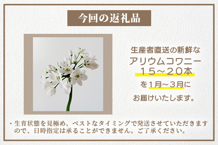 【予約受付】那賀町産 アリウムコワニー 15本～20本【相生の花】生花 お花 花束 生け花 華道【生産者直送】プレゼント 贈り物 フラワーアレンジメント インテリア ドライフラワー 切り花 切花 MN-2