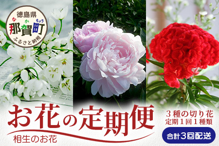 【お花の定期便】3回配送 那賀町産 けいとう・アリウムコワニー・しゃくやく【相生の花】生花 お花 花束 生け花 華道 ケイトウ 芍薬【生産者直送】プレゼント 贈り物 フラワーアレンジメント インテリア ドライフラワー 切り花 切花 定期 頒布会 3ヶ月 MN-4