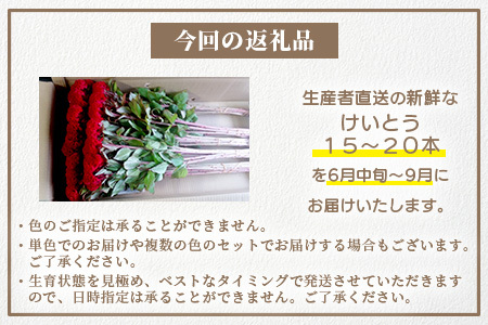 【お花の定期便】3回配送 那賀町産 けいとう・アリウムコワニー・しゃくやく【相生の花】生花 お花 花束 生け花 華道 ケイトウ 芍薬【生産者直送】プレゼント 贈り物 フラワーアレンジメント インテリア ドライフラワー 切り花 切花 定期 頒布会 3ヶ月 MN-4