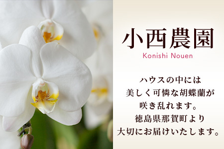 胡蝶蘭 5本(切り花 1本あたり5～7輪)［徳島県産 徳島県 那賀町 花 はな フラワー 胡蝶蘭 大輪 お祝い 祝い お祝い花 誕生日 結婚記念日 母の日 開店 開院 開局 合格 就任 周年 進発 栄転 昇格 還暦 喜寿 新築 仏花 お供え花 お悔み花 プレゼント 贈物 5本］【KN-1】