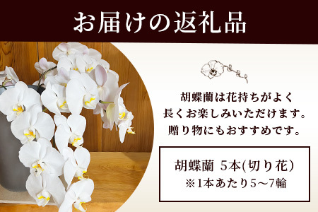 胡蝶蘭 5本(切り花 1本あたり5～7輪)［徳島県産 徳島県 那賀町 花 はな フラワー 胡蝶蘭 大輪 お祝い 祝い お祝い花 誕生日 結婚記念日 母の日 開店 開院 開局 合格 就任 周年 進発 栄転 昇格 還暦 喜寿 新築 仏花 お供え花 お悔み花 プレゼント 贈物 5本］【KN-1】