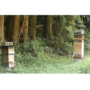 牟岐ハニー 日本ミツバチの百花蜜 600g【1433970】