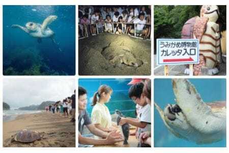 美波町 SDGs カメ ピンバッジ