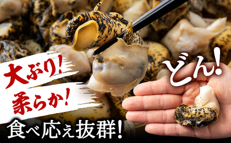 北海道産 ボイルむき灯台つぶ 2kg (1kg×2パック) ＜小田切水産＞ AM112