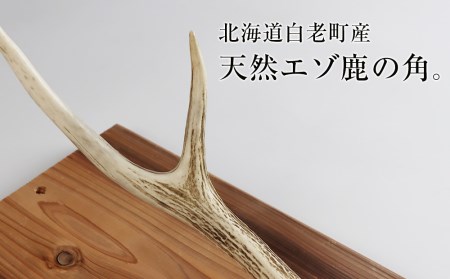 【20%OFF】北海道産 エゾシカ角 4本セット【良形・45〜60cm】 sd1_25521ec58df8fa3453734300c7