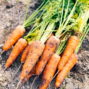 日本を平和にする人参 Peace&Carrots 約４㎏セット 人参 約4kg 栽培期間中 農薬不使用 にんじん ニンジン 野菜 カロテン 食物繊維 栽培期間中農薬不使用