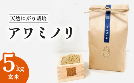 アワミノリ 玄米 5kg 天然にがり栽培 あわみのり 希少 品種 極良 食味
