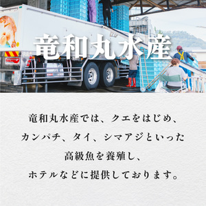 先行予約 天然 伊勢海老 1kg 活伊勢海老 厳選 産地直送 【2025年5月中下旬以降にお届け】