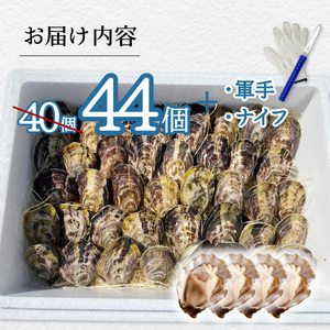 先行予約 あまべ牡蠣 44個 牡蠣 シングルシード 生食用 殻付き かき カキ オイスター 生ガキ 生牡蠣 生がき 生かき ギフト 貝 旨味 【2026年1月7日~発送】