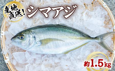 シマアジ 約1.5kg 1尾 しまあじ 縞鯵 高級魚 鮮魚 産地直送 冷蔵 養殖