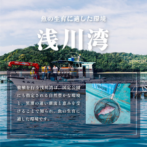 シマアジ 約1.5kg 1尾 しまあじ 縞鯵 高級魚 鮮魚 産地直送 冷蔵 養殖 国産 数量限定