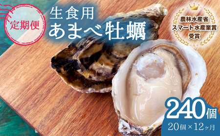 【あまべ牡蠣 20個 12ヶ月連続定期便】あまべ牡蠣 20個 12ヶ月定期便 240個 牡蠣 シングルシード 生食用 殻付き かき カキ オイスター 生ガキ 生牡蠣 生がき 生かき ギフト 貝 旨味