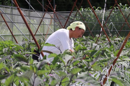 先行予約 なす 約50本 茄子 ナス 産地直送 天敵栽培 【2025年7月以降順次発送】