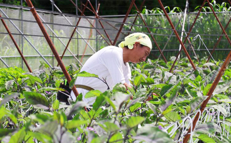 【ふるさと納税】 先行予約 夏野菜 詰め合わせ お試し セット なす おくら 野菜 茄子 ナス オクラ 産地直送 天敵栽培 【2025年7月以降順次発送】