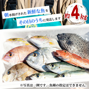 産地直送！ 海陽町より旬の魚をお届け！ 鮮魚セット 中セット 約４kg  詰め合わせ 