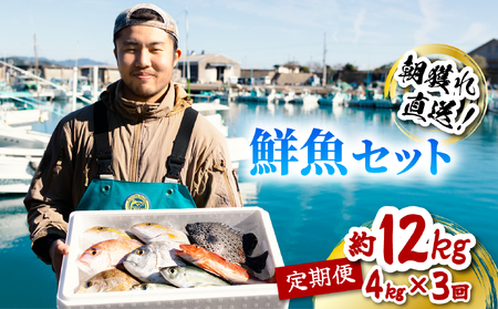 【定期便全3回】産地直送! 海陽町より旬の魚をお届け! 鮮魚セット 中セット 約4kg×3ヶ月連続 詰め合わせ