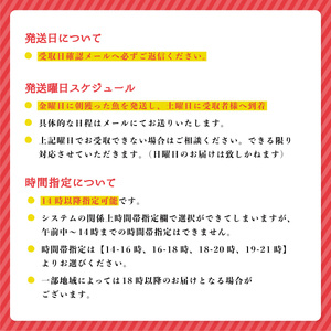 定期便全３回】産地直送！ 海陽町より旬の魚をお届け！ 鮮魚セット 中