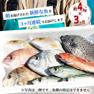 定期便全３回】産地直送！ 海陽町より旬の魚をお届け！ 鮮魚セット 中