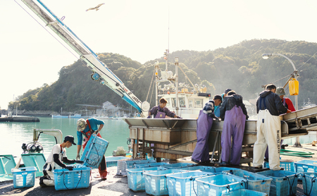 定期便全３回】産地直送！ 海陽町より旬の魚をお届け！ 鮮魚セット 中