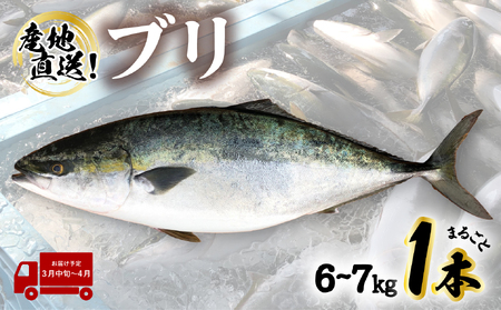 【先行予約】 産地直送！ 超特大！海陽町よりブリまるごと１本をお届け！ ぶり 鰤 海鮮 新鮮 魚 国産 ぶりしゃぶ 【2025年3月中旬～4月にお届け】