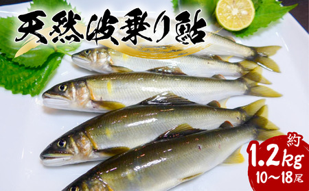 天然波乗り鮎 約1.2kg 10～18尾 鮎 天然 約1.2kg あゆ アユ 天然鮎 清流 海部川 川魚 冷凍 