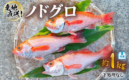 ノドグロ 約1kg 産地直送 冷蔵 下処理なし アカムツ のどぐろ 高級魚 水揚げ時重量約1kg