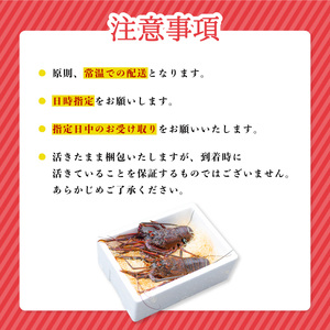 伊勢海老 特大 約700g 約700g×1尾 伊勢えび 伊勢エビ いせえび イセエビ 海老 えび エビ 海鮮 海産物 海の幸 おせち 高級 国産 海鮮 ギフト 【配送日指定】