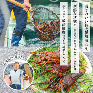 伊勢海老 特大 約2.1kg 約700g×3尾 伊勢えび 伊勢エビ いせえび イセエビ 海老 えび エビ 海鮮 海産物 海の幸 おせち 高級 国産 海鮮 ギフト 【配送日指定】