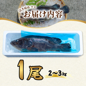 クエ 活き締め 2～3kg 本クエ アラ 鮮魚 クエ鍋 高級 高級魚 産地直送 冷蔵 養殖 国産 九絵