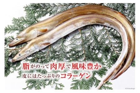 鱧 ( ハモ ) 切り身 1kg [とり信 徳島県 北島町 29aj0023] 魚 魚介 サカナ さかな 骨切り カット 切身