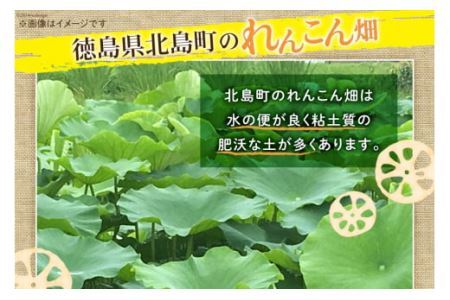 野菜 れんこん 2kg [JA板野郡 徳島県 北島町 29as0001] 蓮根 レンコン