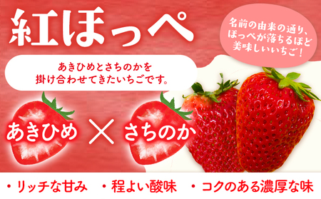 ＜ 先行予約 ＞いちご 苺 イチゴ 2種 食べ比べ お試し 15粒 約450g 鳥羽いちご園 阿波ほうべに 紅ほっぺ 《1月上旬-3月下旬頃発送予定》｜いちご苺イチゴ