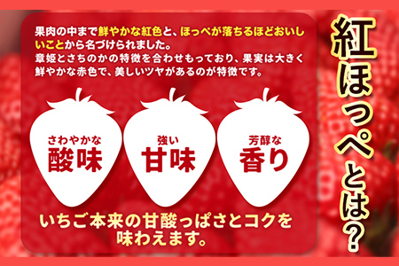 いちご イチゴ 苺 紅ほっぺ 500g (9-12粒) 木村農園《1月上旬-3月中旬頃出荷》｜いちご苺イチゴ