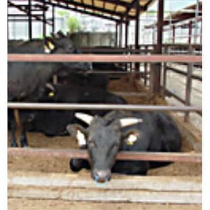 和一牛ステーキ用サーロイン500g 谷藤ファームおすすめ厳選ギフト【配送不可地域:離島】【1461919】