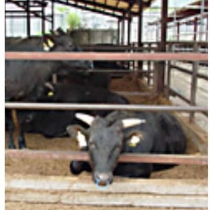 和一牛スライス500g(ロース又はカタロース)　谷藤ファームおすすめ厳選ギフト【配送不可地域：離島】【1461936】