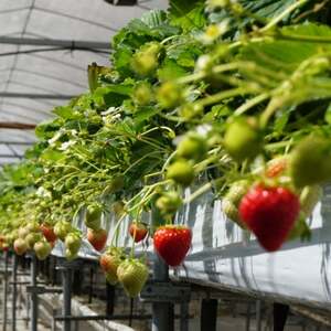 【アスカルビー】毎年一番人気!サイズお任せ不揃いイチゴ!【配送不可地域:離島】【1501993】