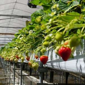 【恋みのり】毎年一番人気!サイズお任せ不揃いイチゴ!【配送不可地域：離島】【1574450】