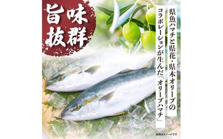 オリーブハマチ(養殖) フィーレ(3枚卸)