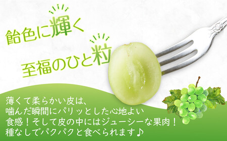 【2025年8月中旬より発送】特秀品！シャインマスカット　約2kg(3～5房) | シャインマスカット