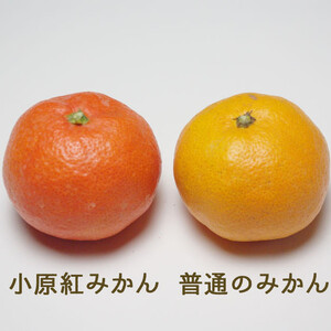 『2025年冬先行受付』香川オリジナル品種「紅みかん(小原紅早生)」小玉4kg