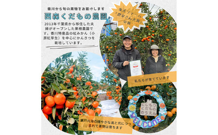 『2025年冬先行受付』香川オリジナル品種「紅みかん(小原紅早生)」2.5kg[のしシール付き]